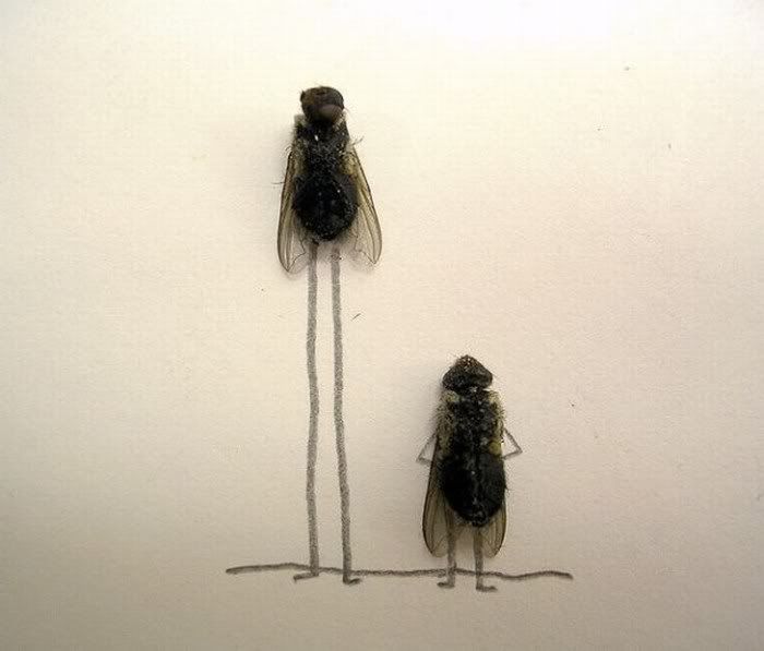 funny Humor with dead flies Pictures