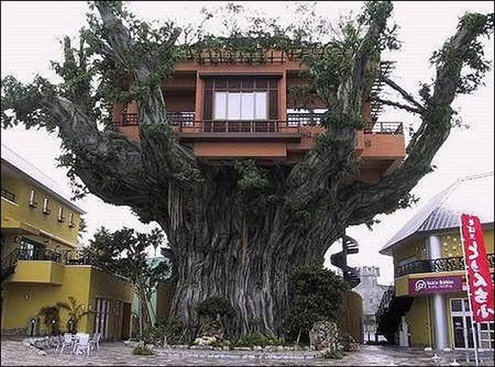 funny tree house pictures1