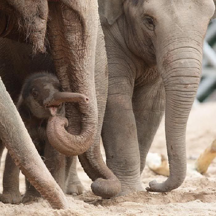 lovely baby elephant picture