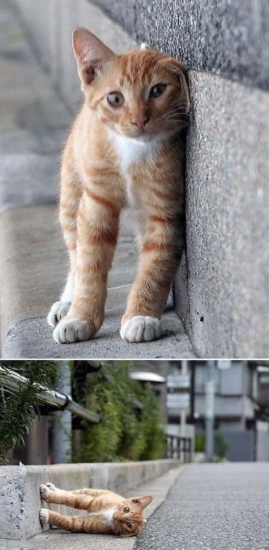 amazing and funny cat]