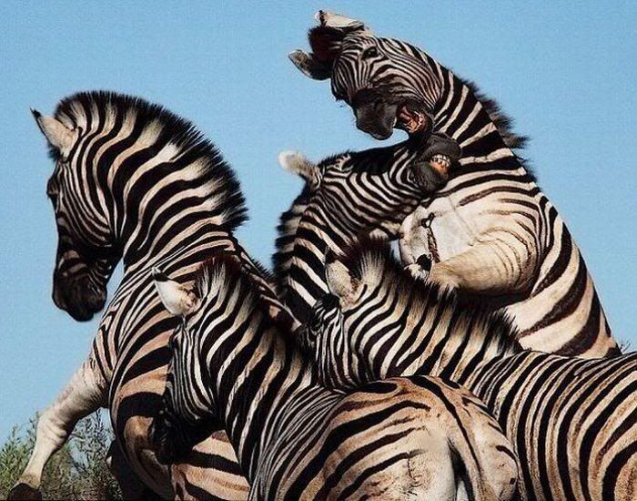 funny zebra fight