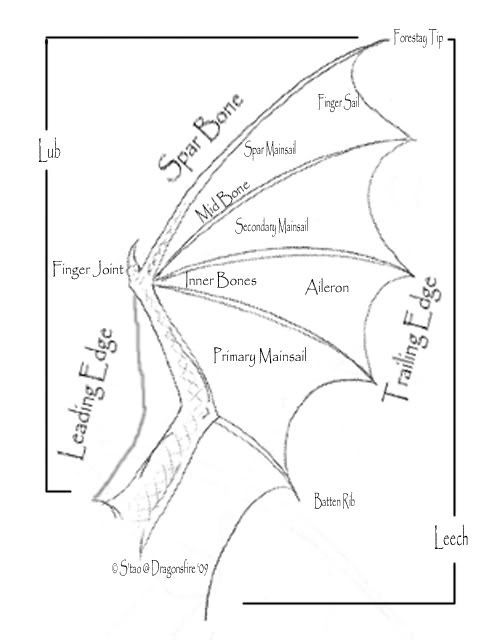 Leech Anatomy